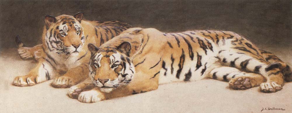 Two Wild Tigers